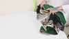 Green Velvet Shawl Dupatta – Embroidered Floral Border Wrap for Bridal, Partywear & Groom Sherwani